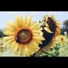 lynthesunflower